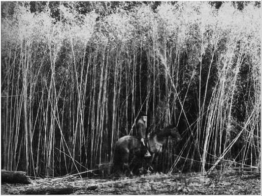 Man on Horseback Riding by Canebrake, Pecano Plantation, 1905, Waterproof, Tensas Parish, Louisiana, U. S. Dept of Agriculture photo, i. d. number 54-FSA-3208 