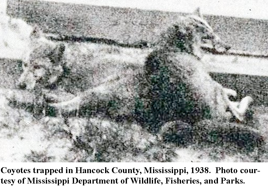 Coyotes trapped in Hancock County, 1938, photo courtesy of Mississippi Department of Wildlife, Fisheries, and Parks