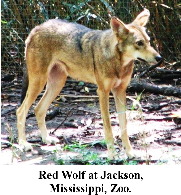 Red Wolf, Jackson, Mississippi, Zoo